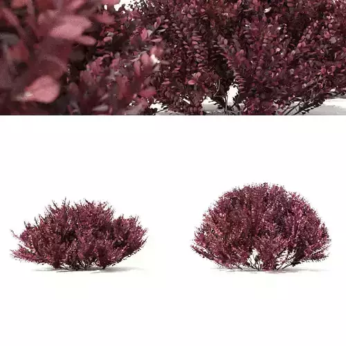  Berberis thunbergii Atropurpurea Nana