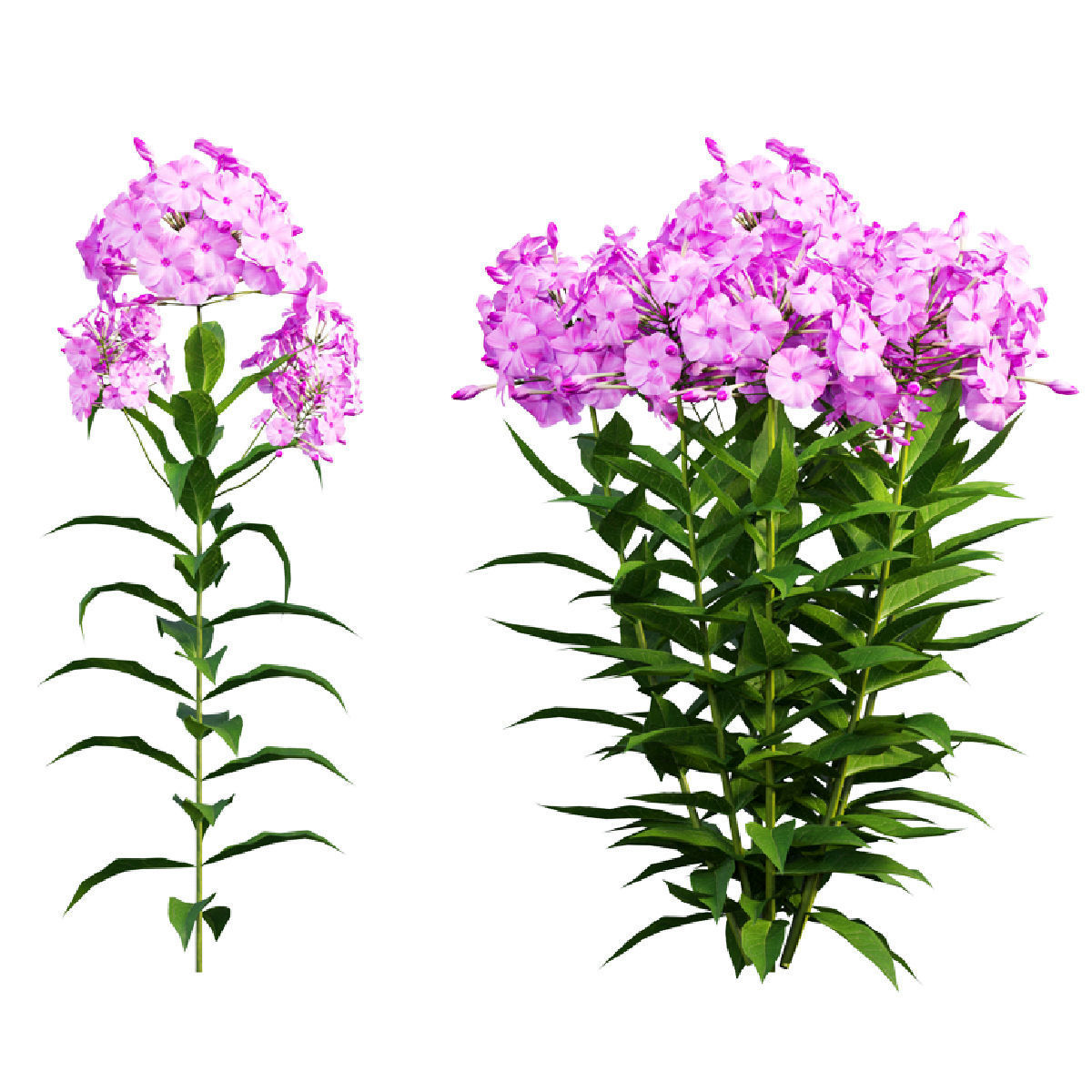 Phlox paniculata larissa set 02 3D model_1