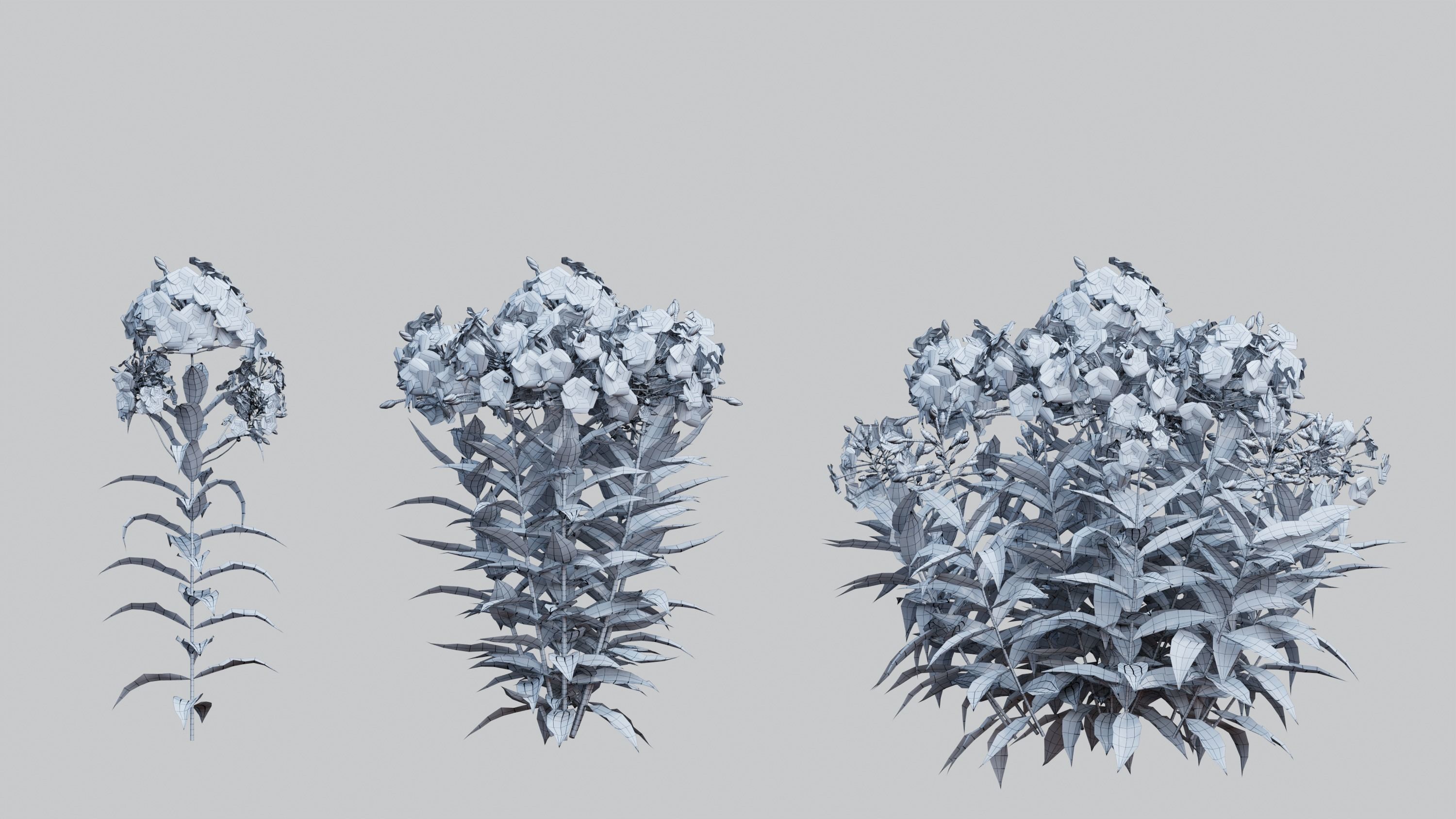 Phlox paniculata larissa set 02 3D model_3