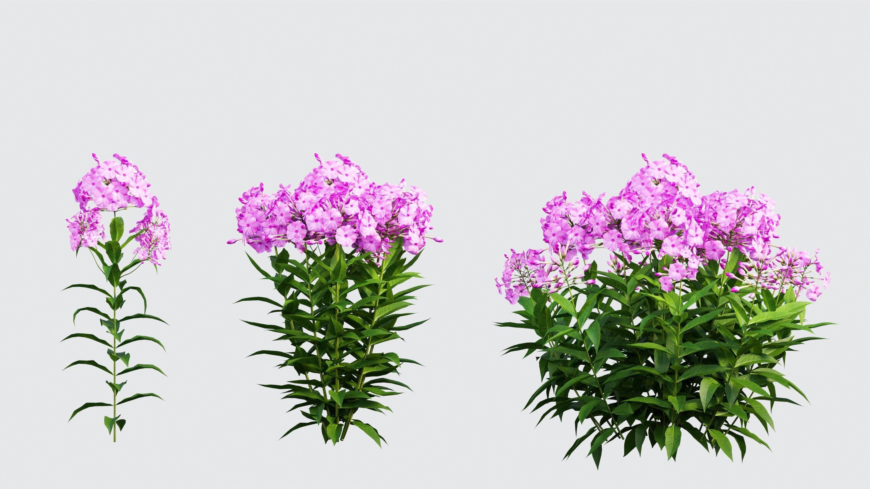 Phlox paniculata larissa set 02 3D model_6