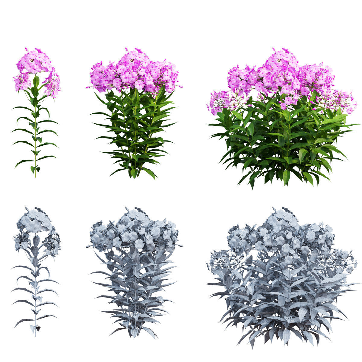 Phlox paniculata larissa set 02 3D model_2