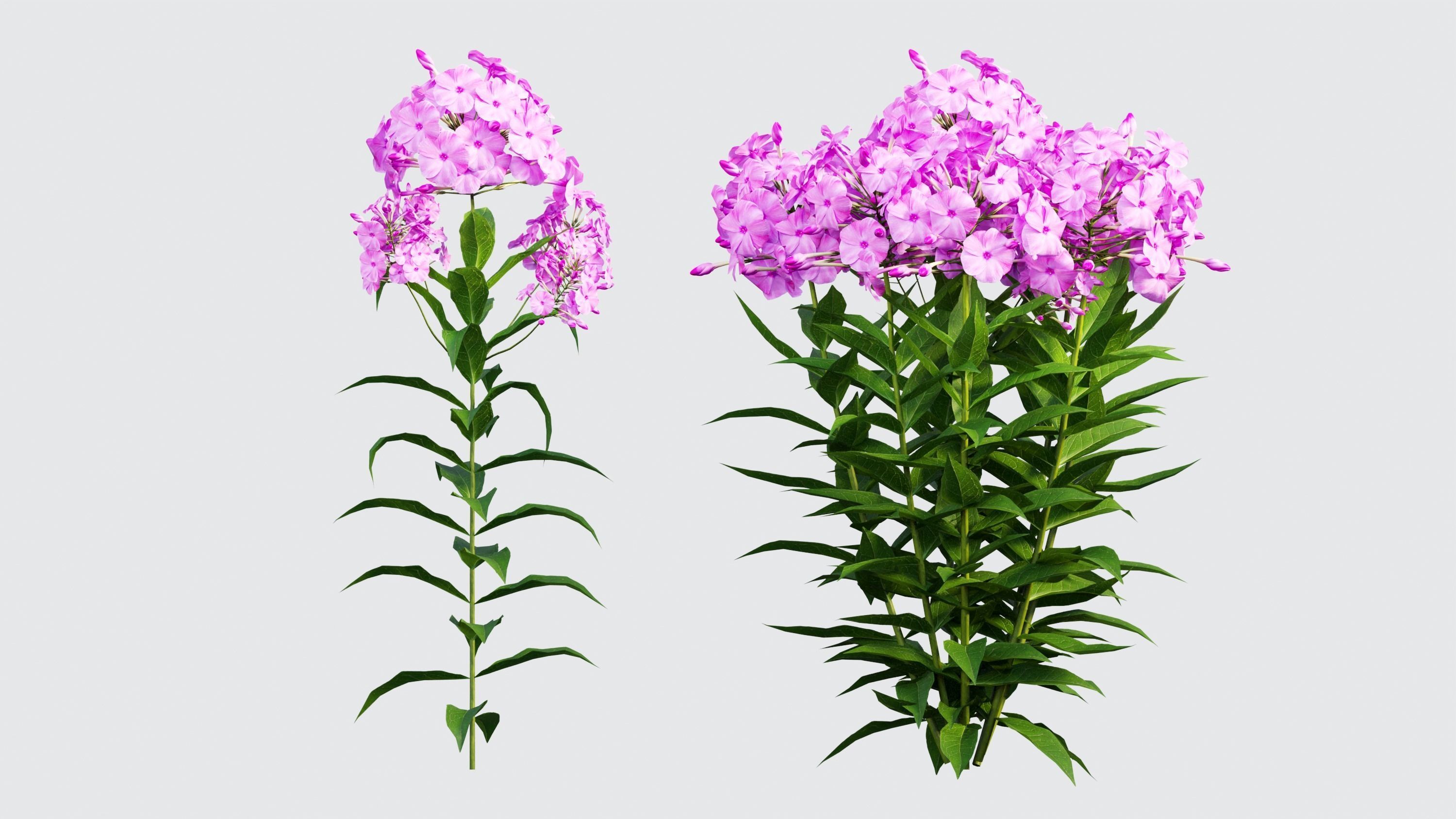 Phlox paniculata larissa set 02 3D model_4