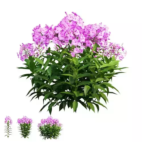Phlox paniculata larissa set 02