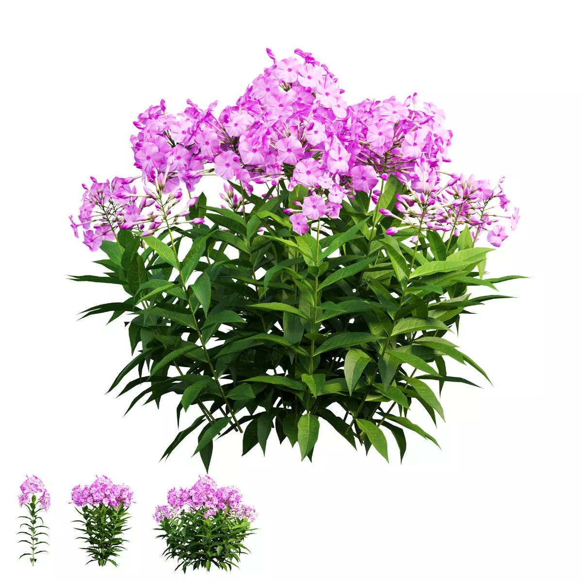 Phlox paniculata larissa set 02 3D model_0