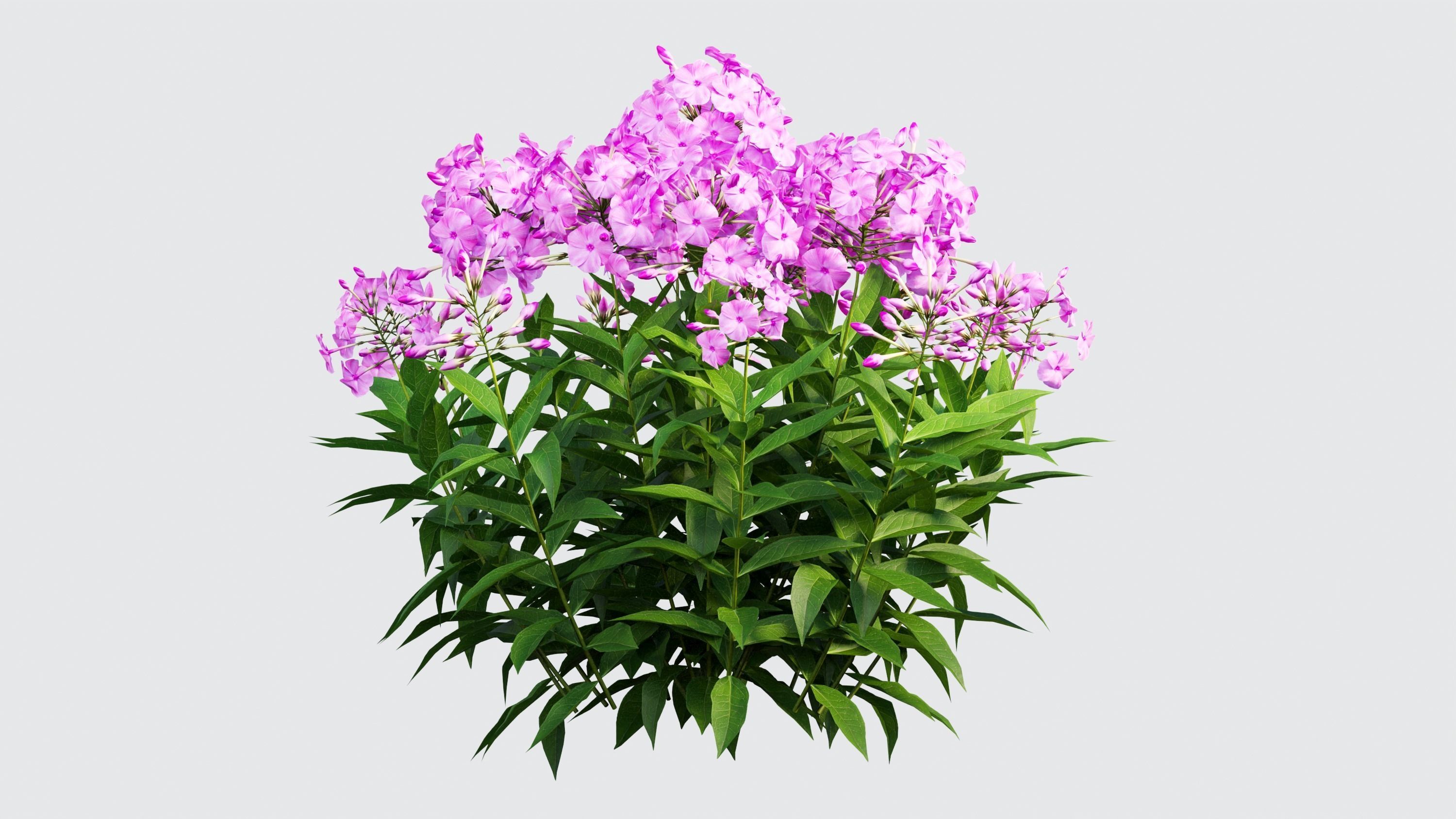 Phlox paniculata larissa set 02 3D model_5