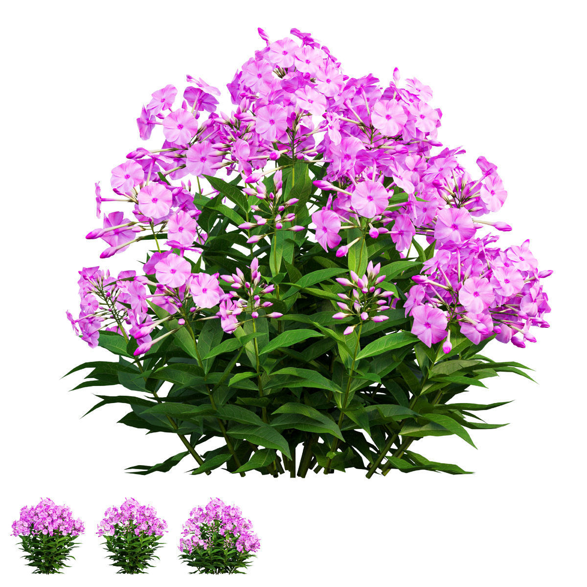 Phlox paniculata larissa set 03 3D model_2