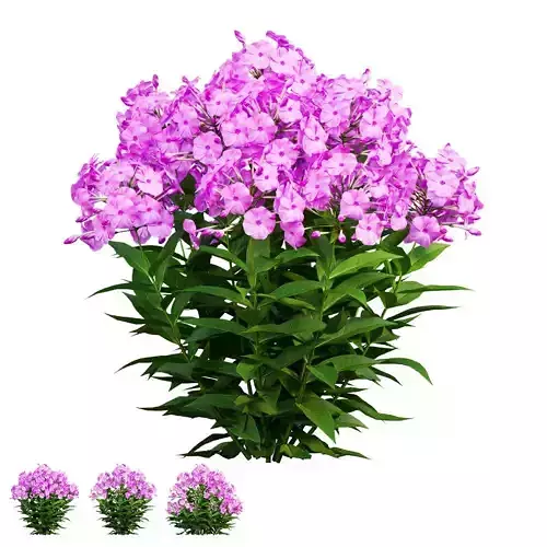 Phlox paniculata larissa set 03