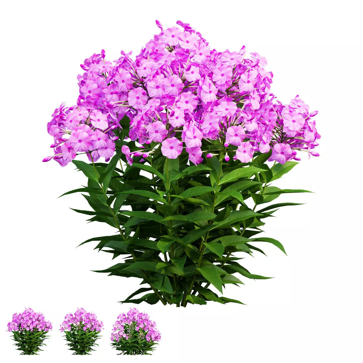 Phlox paniculata larissa set 03 3D model_0