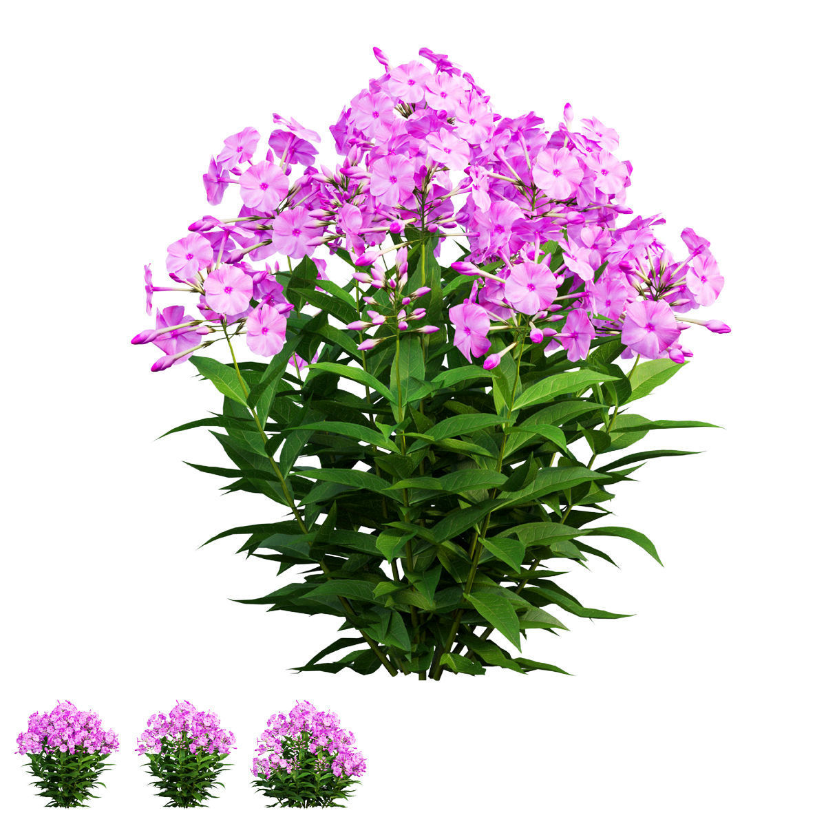 Phlox paniculata larissa set 03 3D model_1