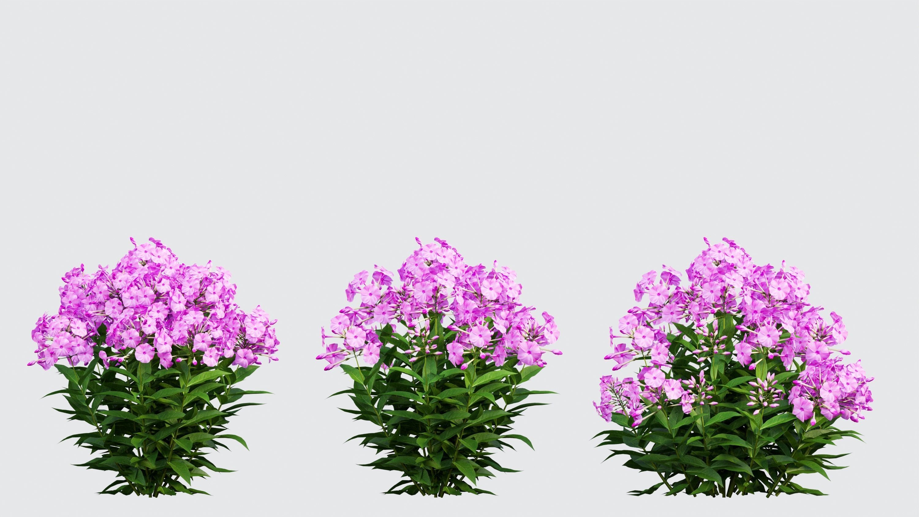 Phlox paniculata larissa set 03 3D model_4