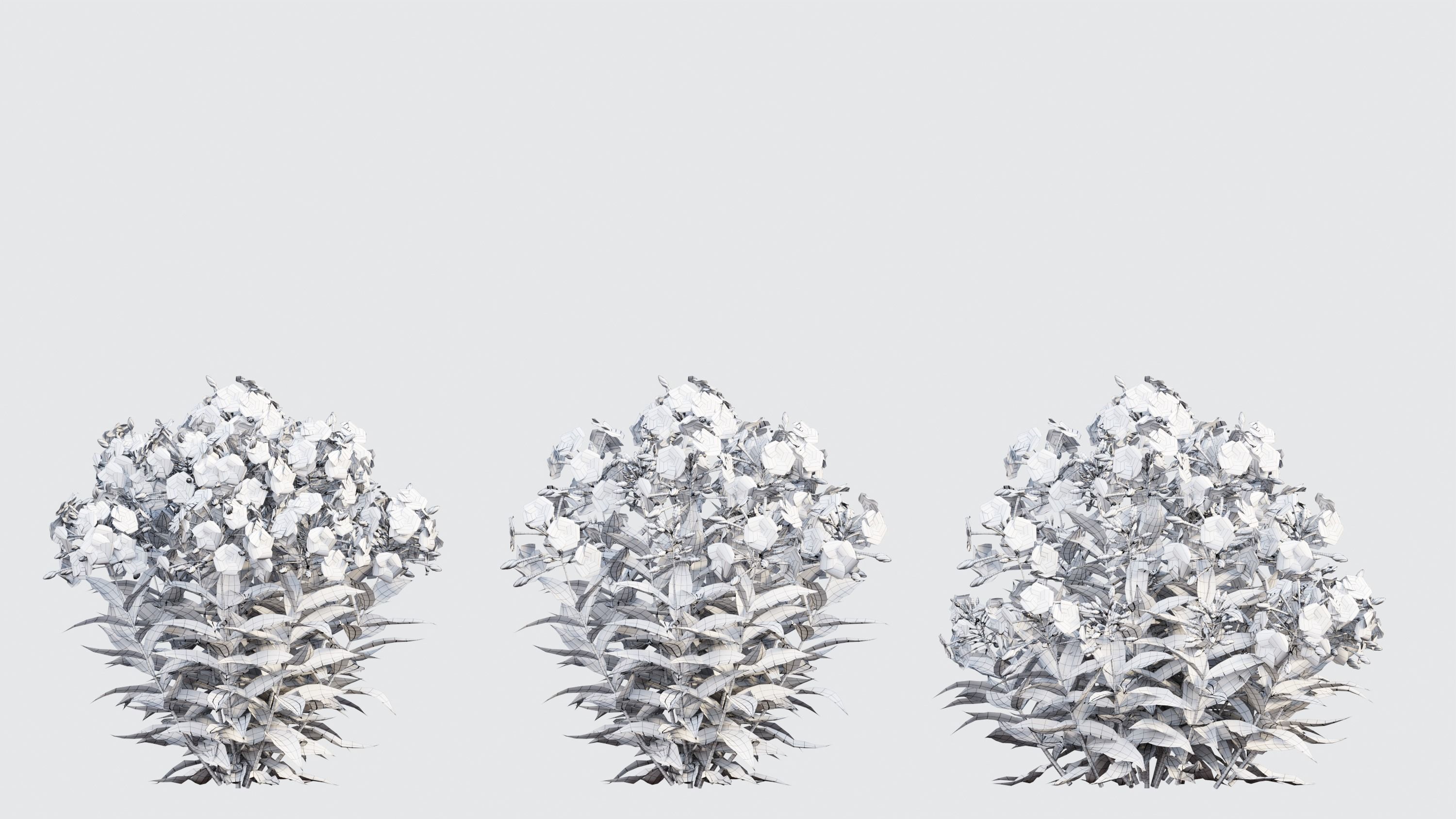 Phlox paniculata larissa set 03 3D model_5