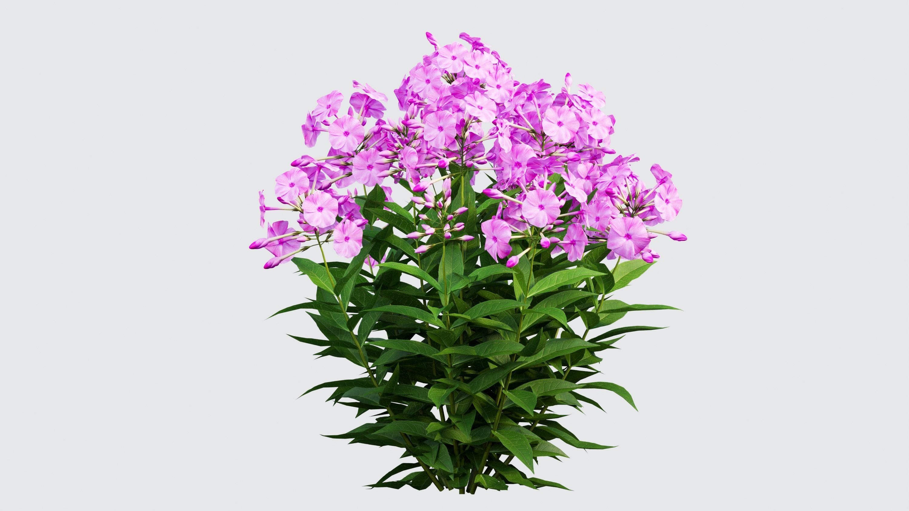 Phlox paniculata larissa set 03 3D model_7