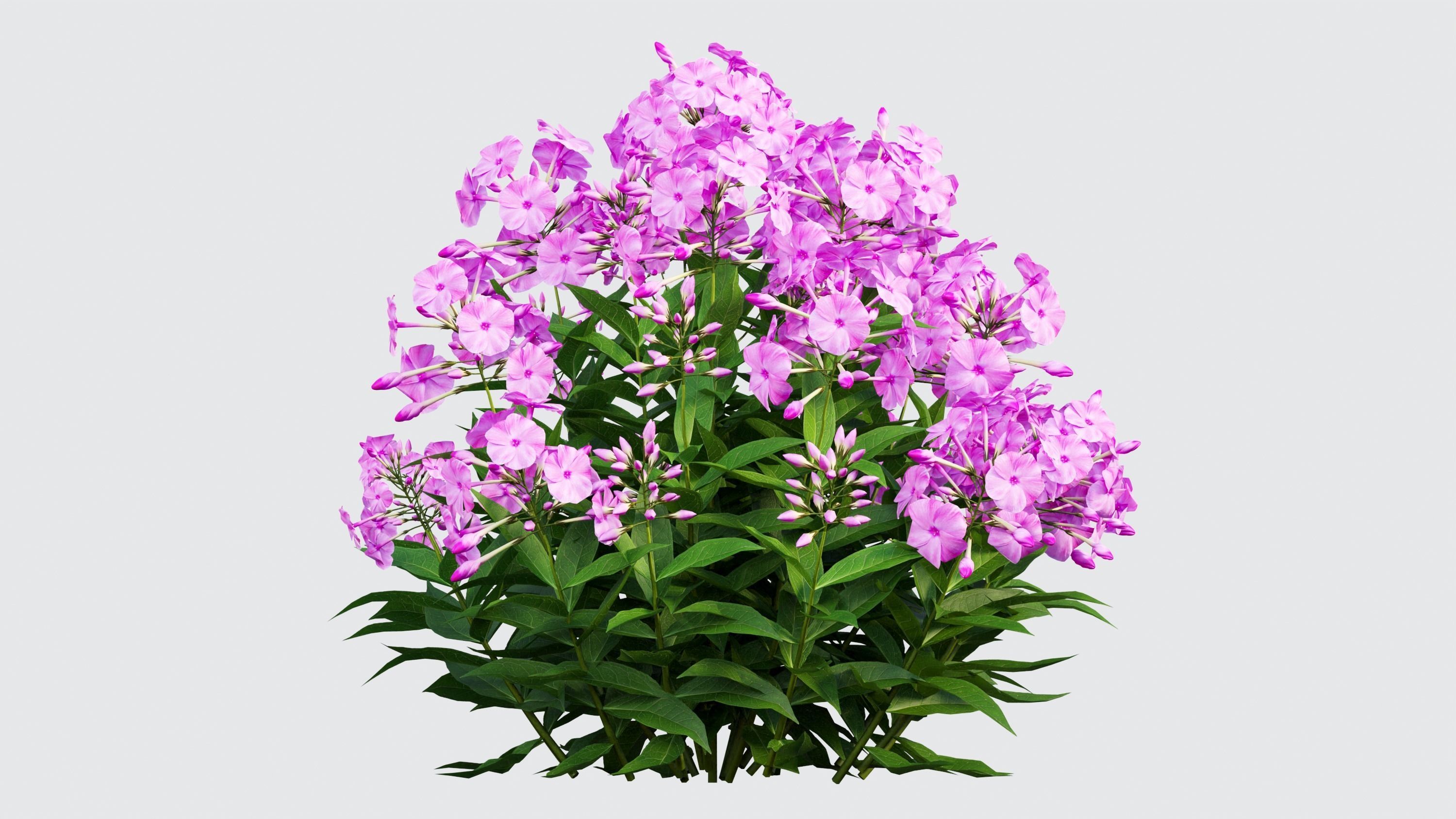 Phlox paniculata larissa set 03 3D model_8