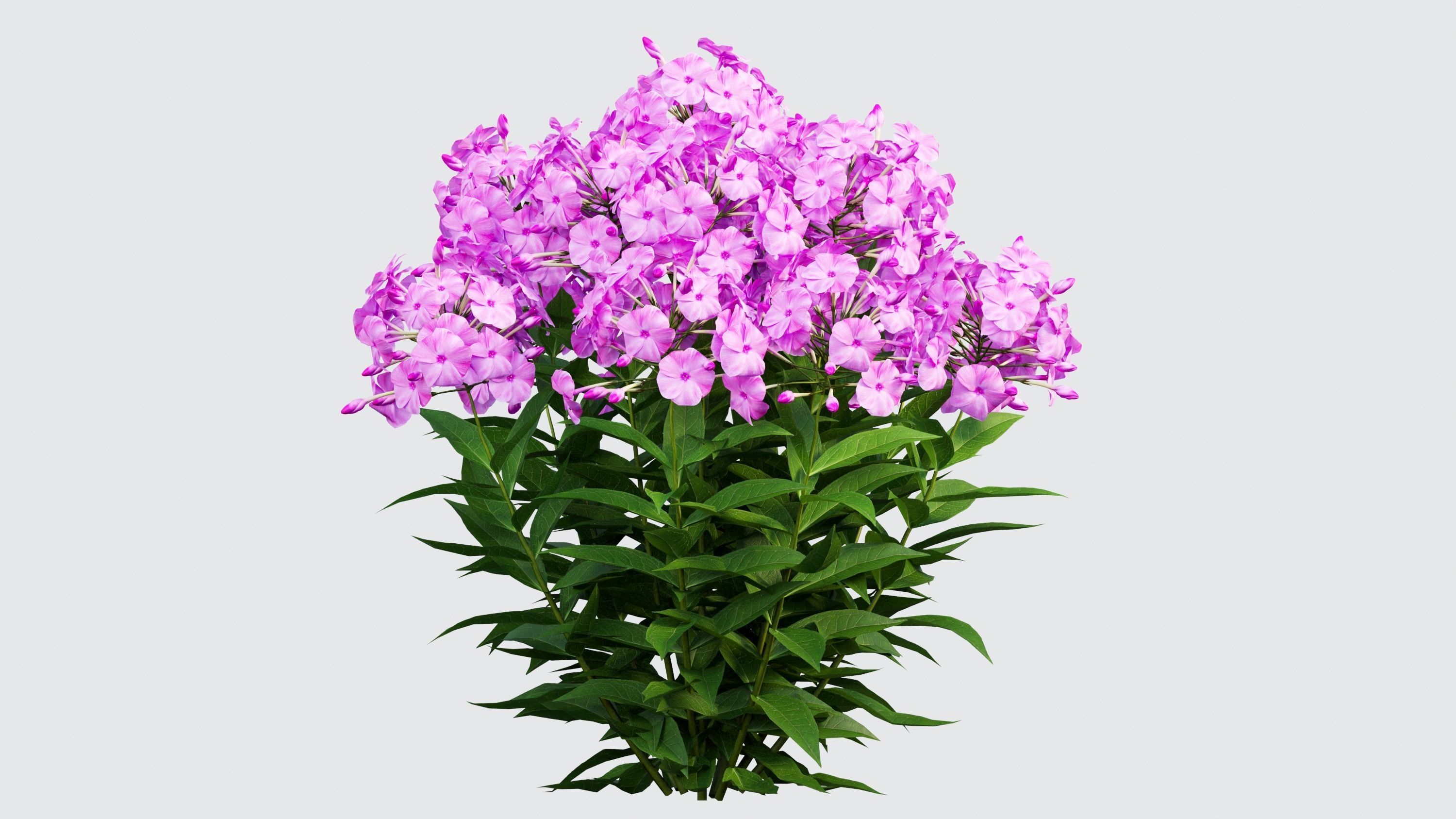 Phlox paniculata larissa set 03 3D model_6