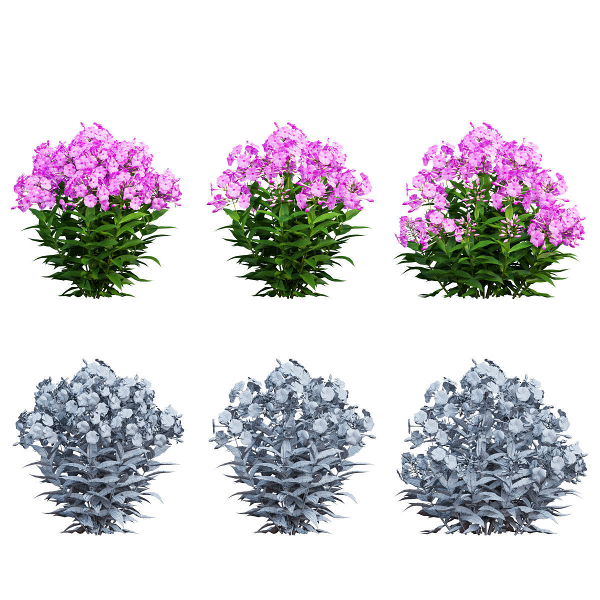 Phlox paniculata larissa set 03 3D model_3