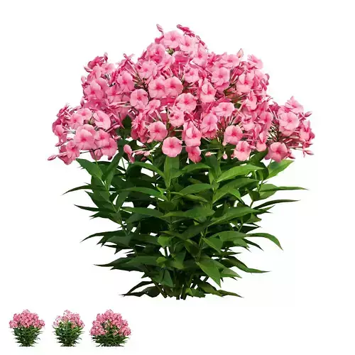 Phlox paniculata red 02 3D model