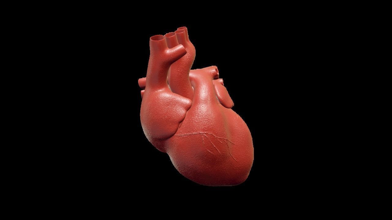 Heart human Low-poly 3D model_2
