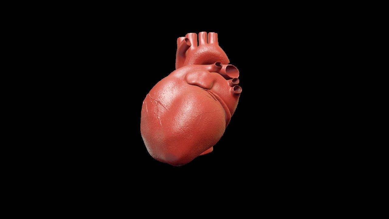 Heart human Low-poly 3D model_4