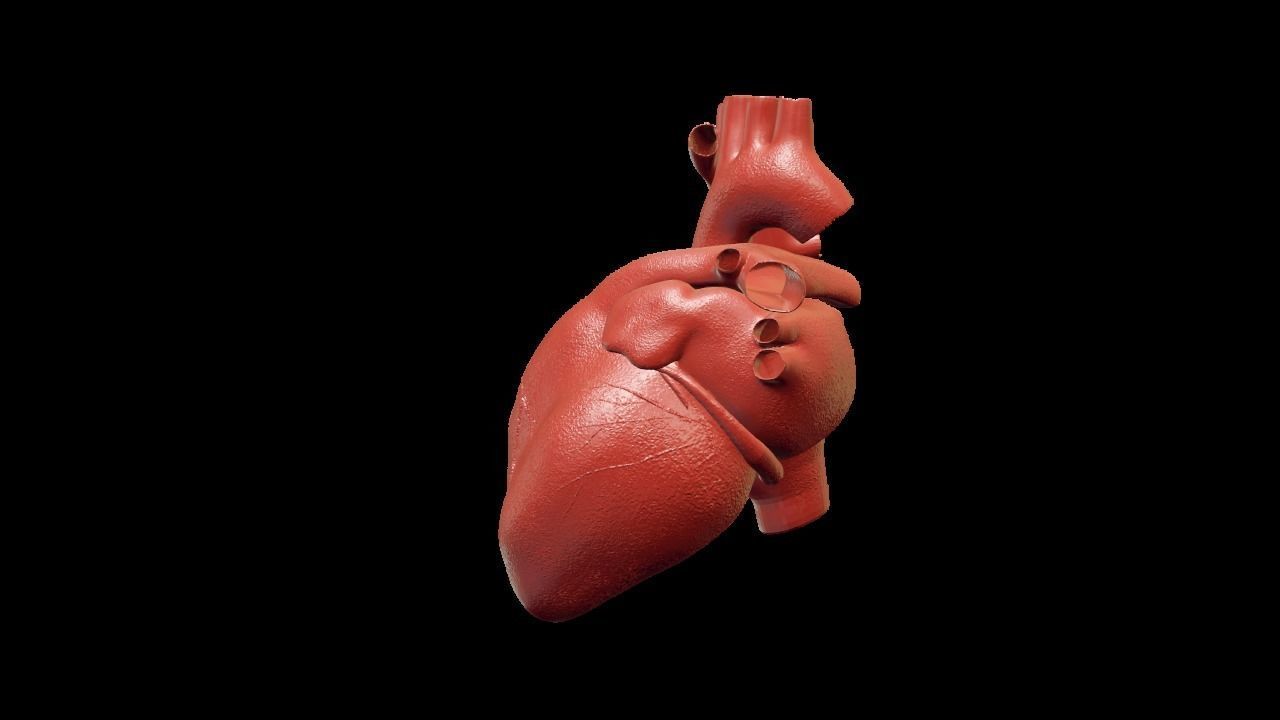 Heart human Low-poly 3D model_1