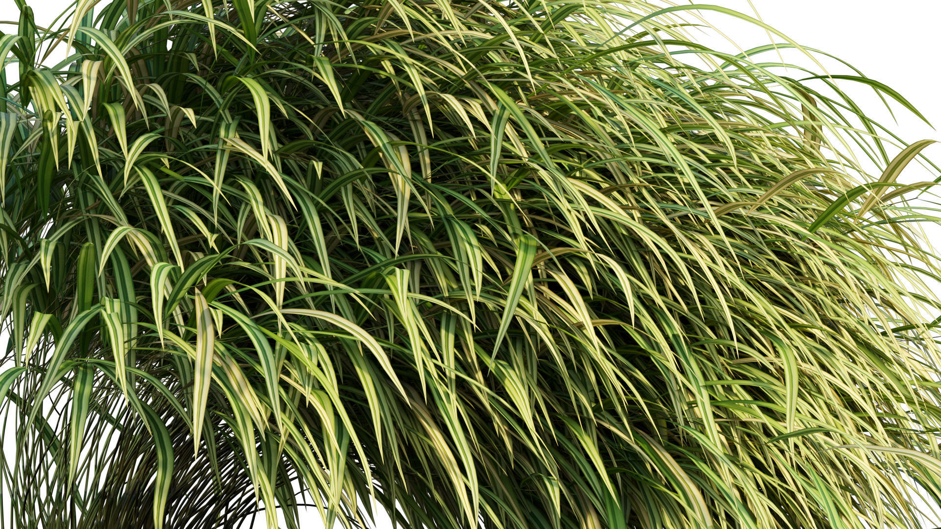 Hakonechloa macra - Japanese forest grass 3D model_7