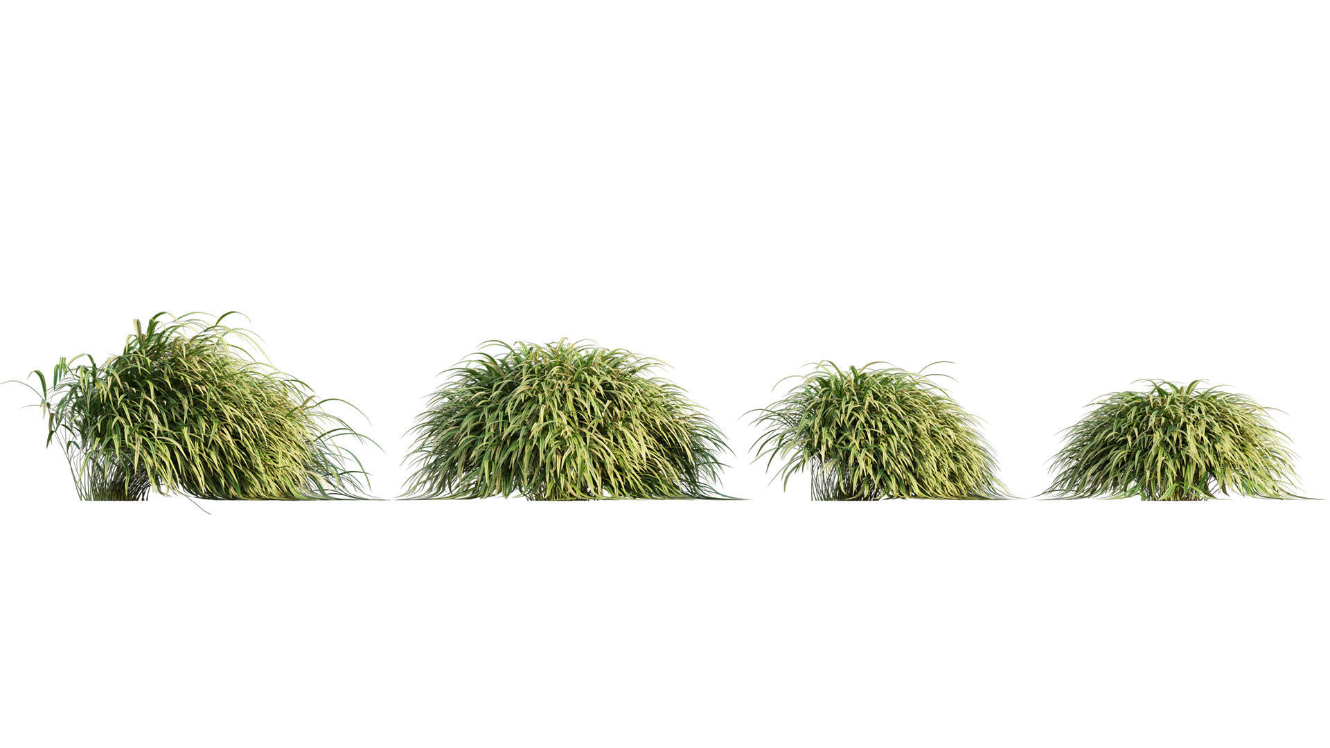 Hakonechloa macra - Japanese forest grass 3D model_4