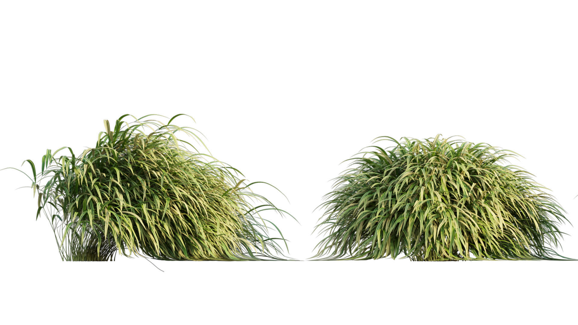 Hakonechloa macra - Japanese forest grass 3D model_5