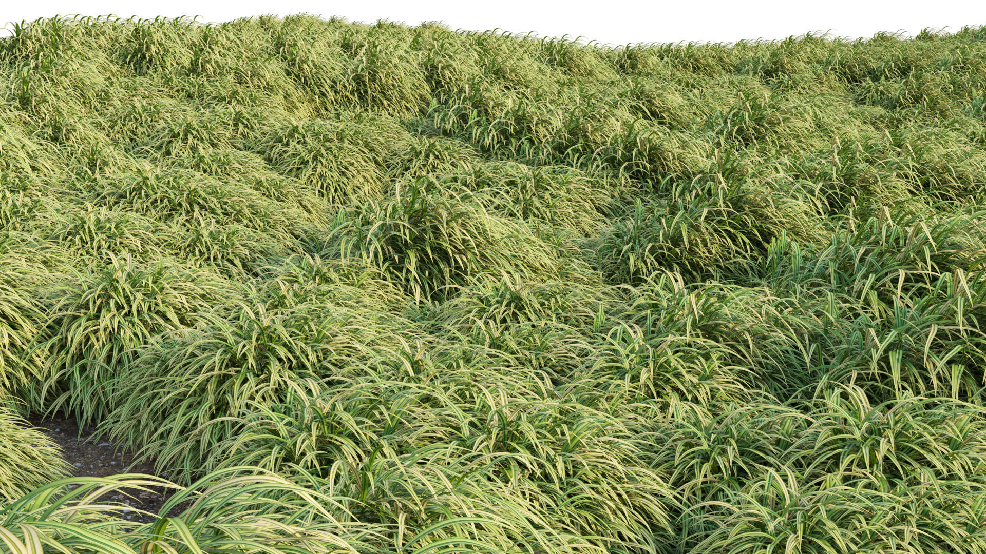 Hakonechloa macra - Japanese forest grass 3D model_10