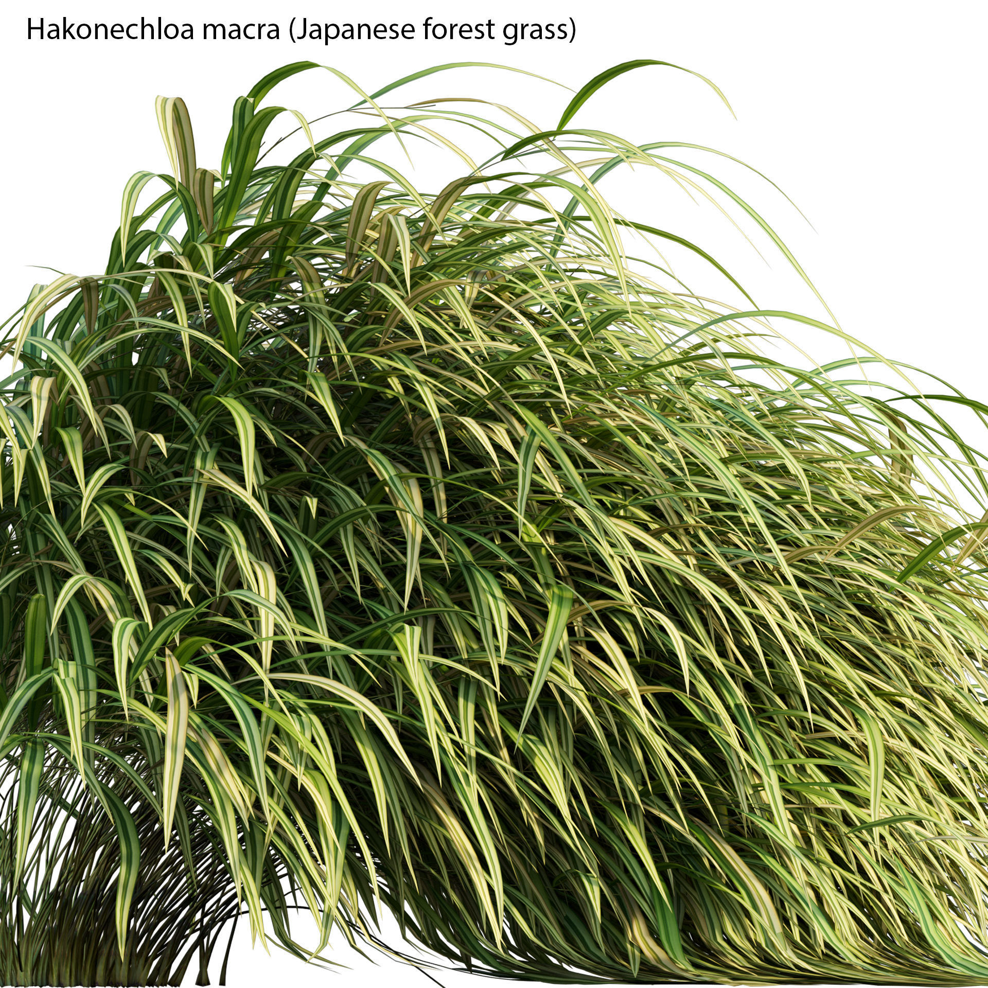 Hakonechloa macra - Japanese forest grass 3D model_12