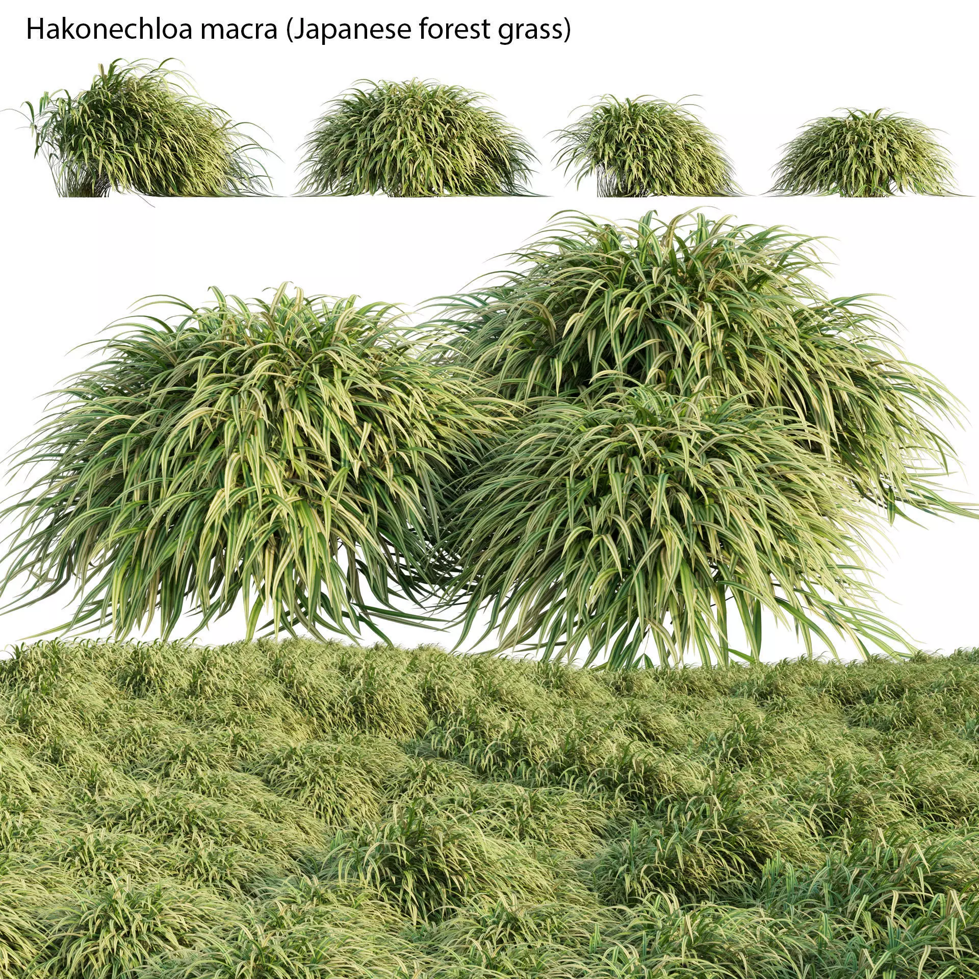 Hakonechloa macra - Japanese forest grass 3D model_0