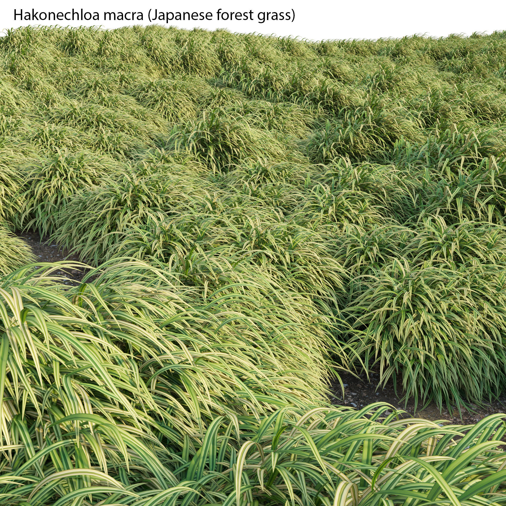 Hakonechloa macra - Japanese forest grass 3D model_2