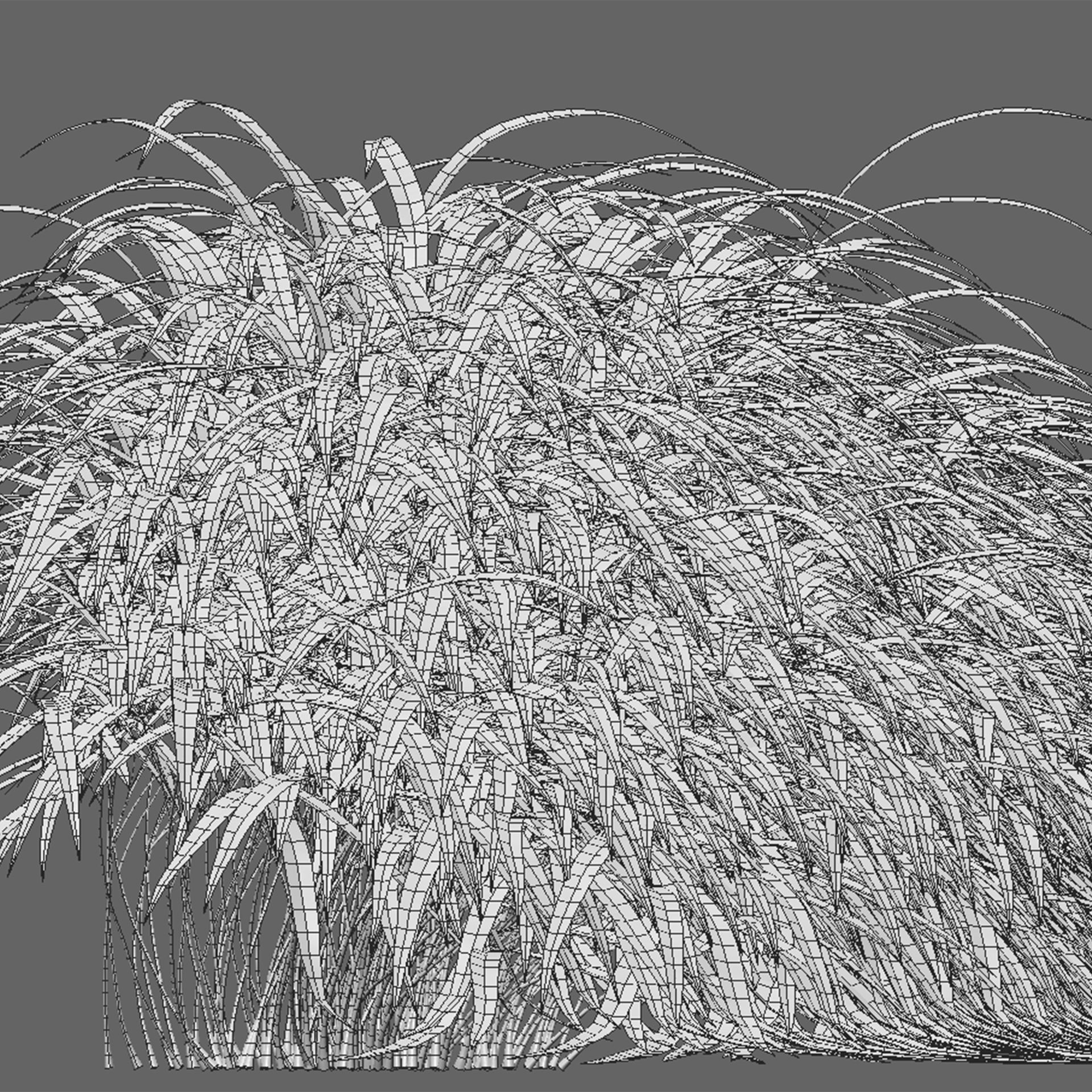 Hakonechloa macra - Japanese forest grass 3D model_3