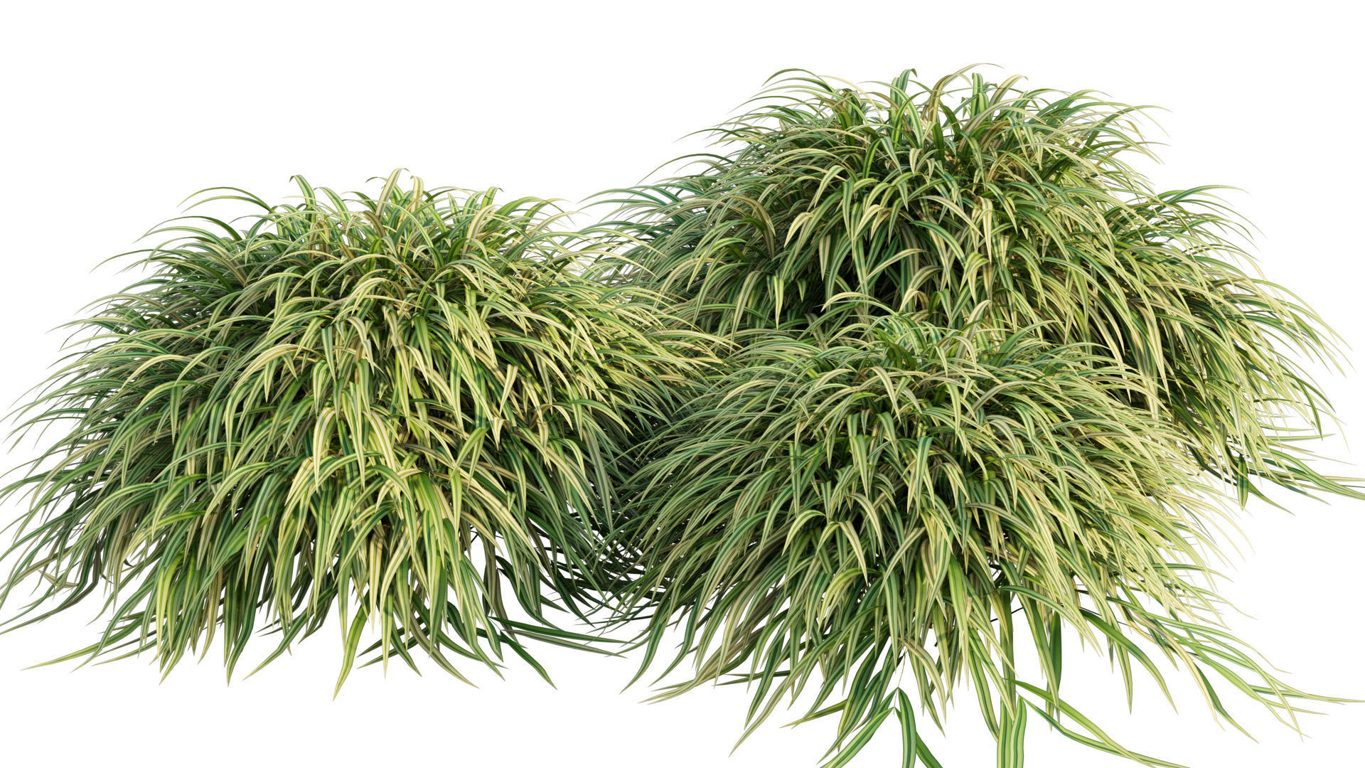 Hakonechloa macra - Japanese forest grass 3D model_8