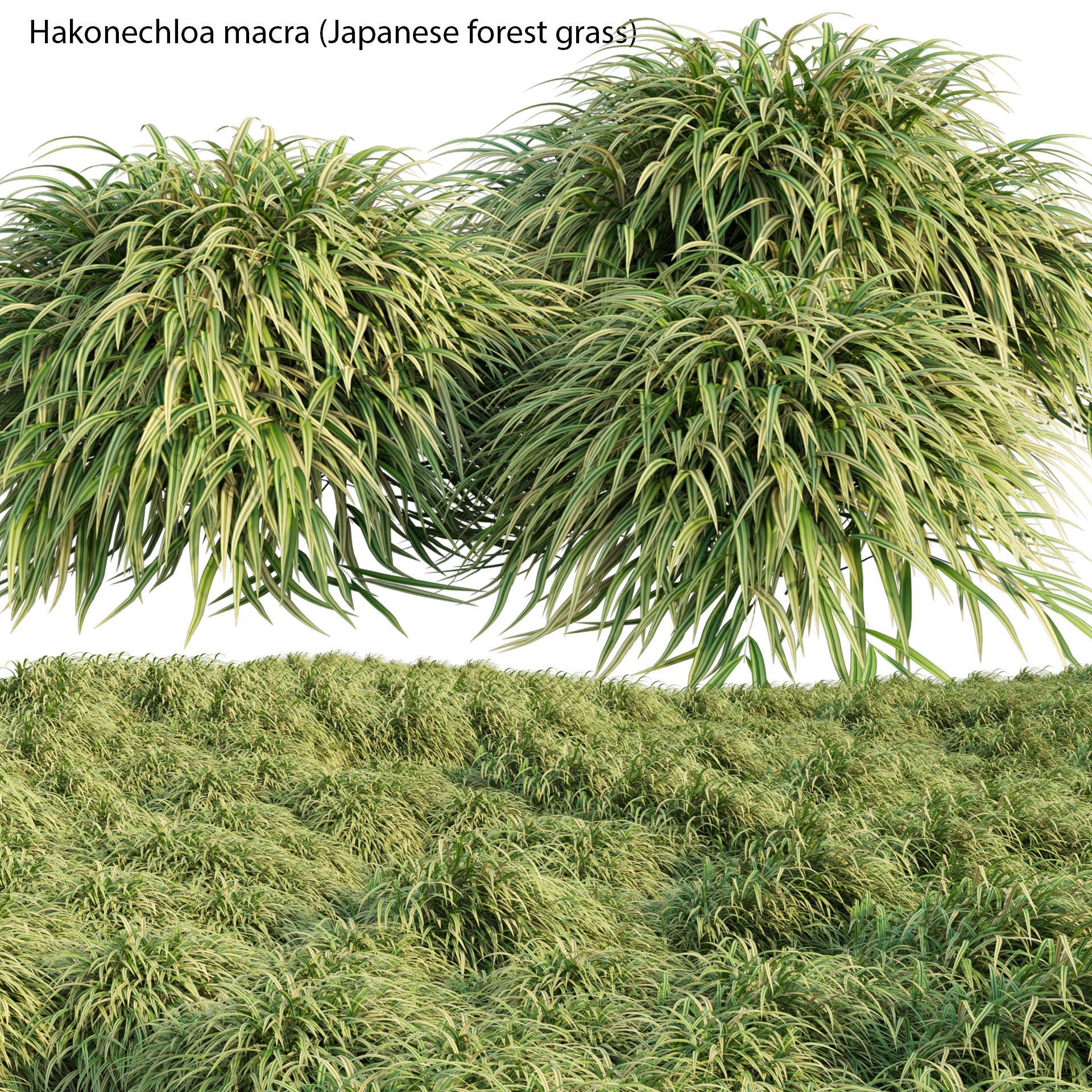 Hakonechloa macra - Japanese forest grass 3D model_1