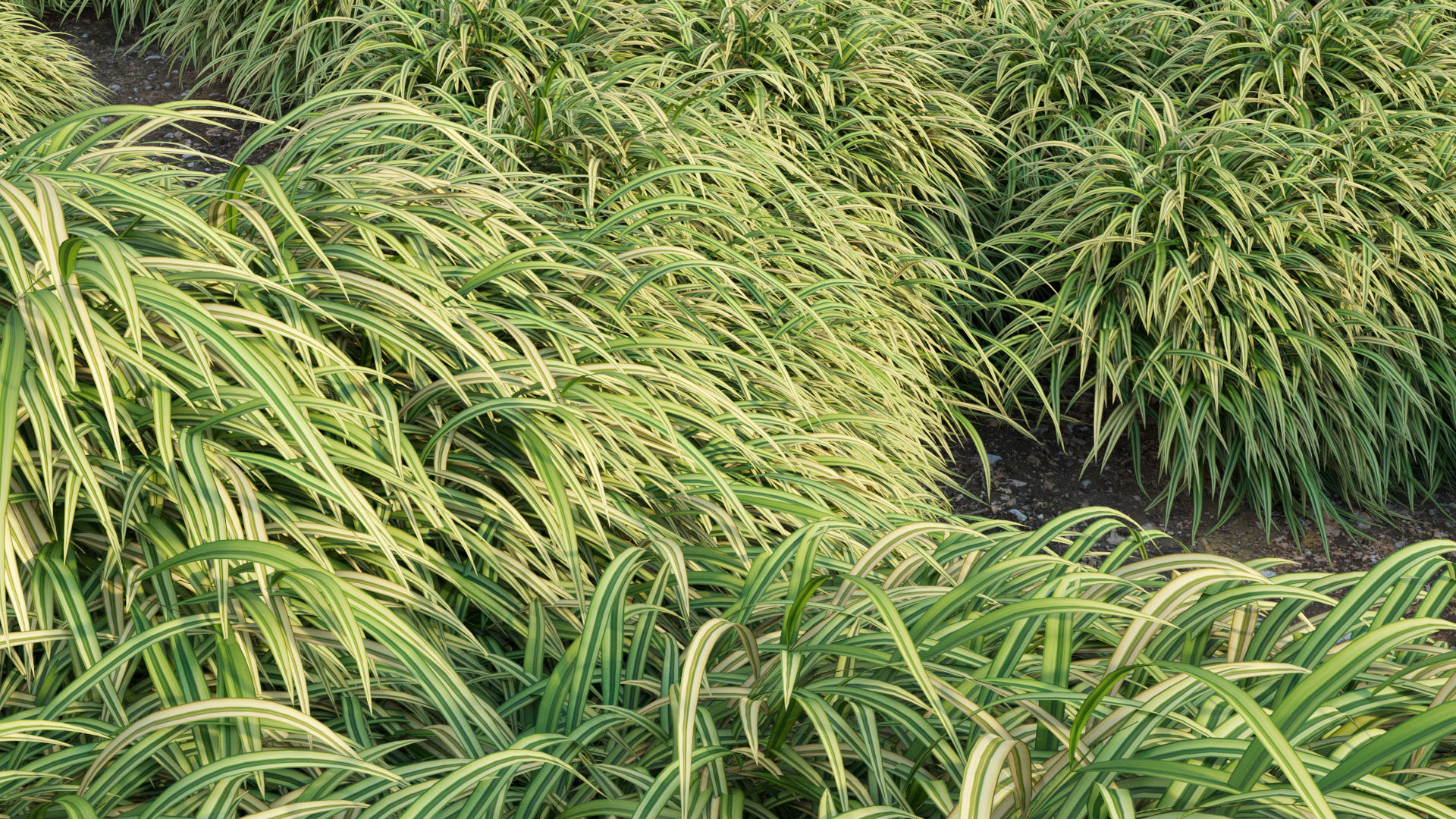 Hakonechloa macra - Japanese forest grass 3D model_9