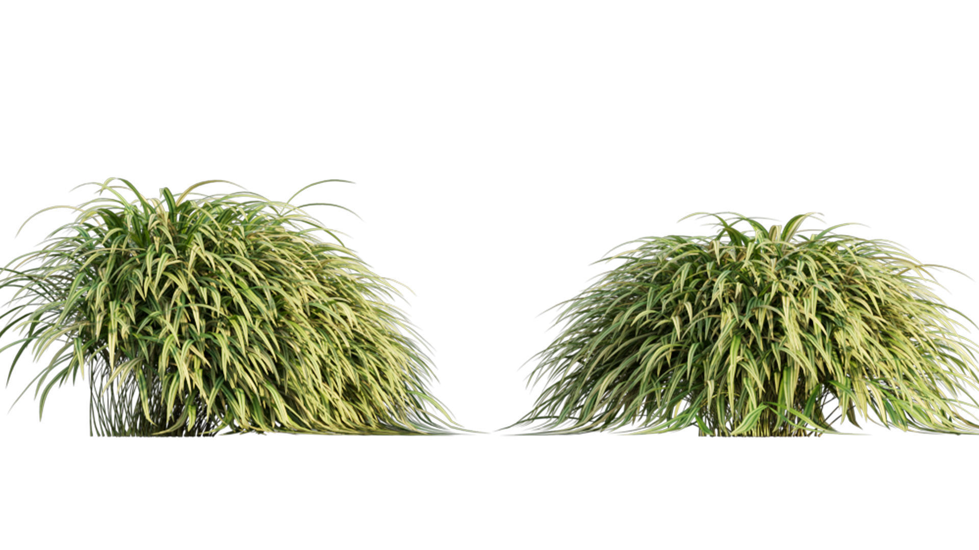 Hakonechloa macra - Japanese forest grass 3D model_6