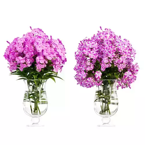Phlox flowers in a vase