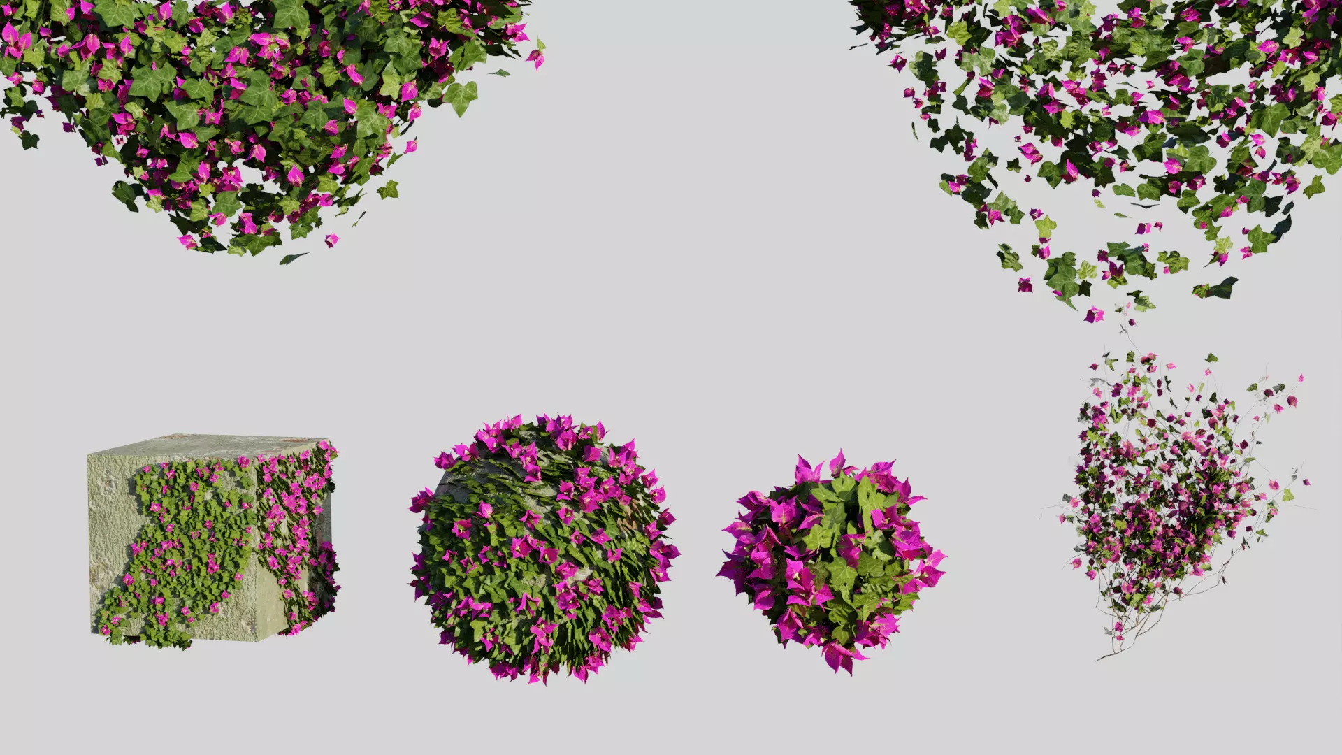 Bougainvillea Flowers and Bushes vol 1 3D model