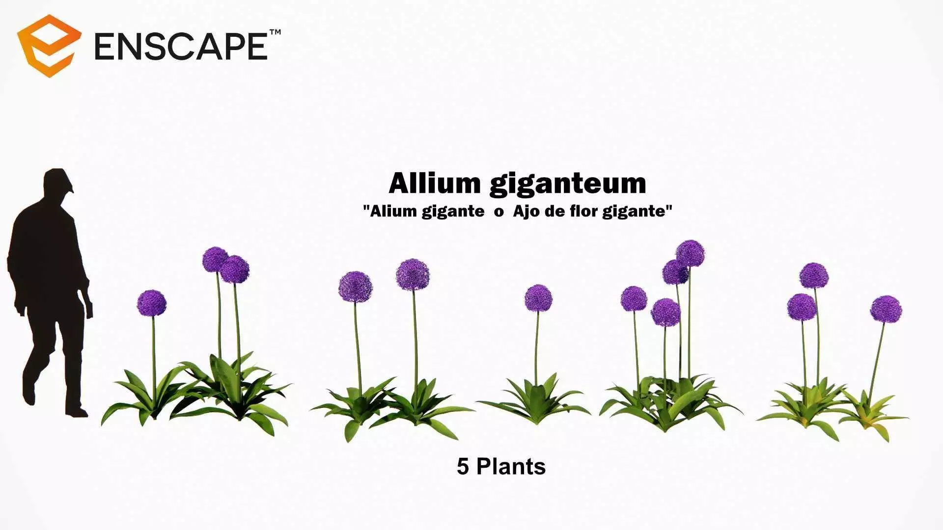 Allium giganteum 3D model