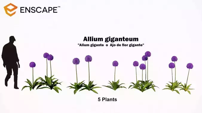Allium giganteum 3D model