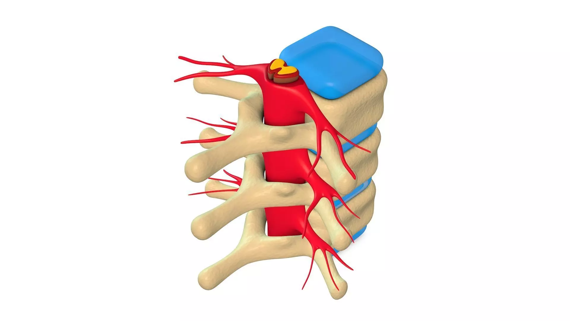Human Spine Low-poly 3D model