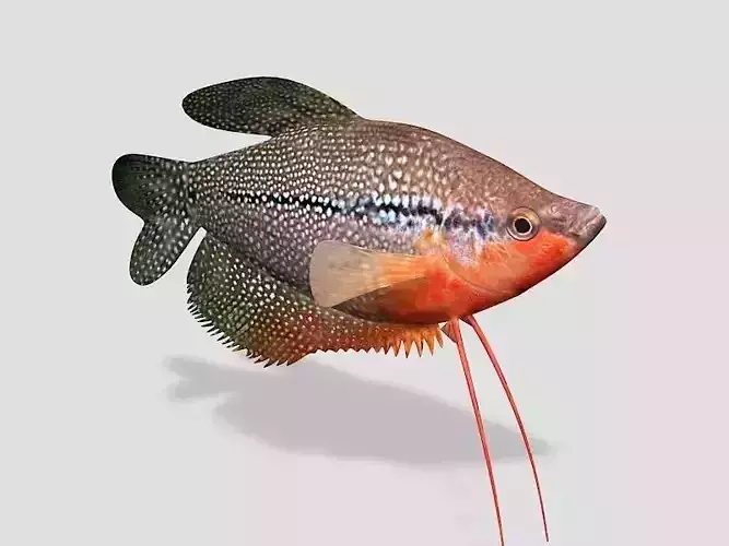 Pearl Gourami Fish