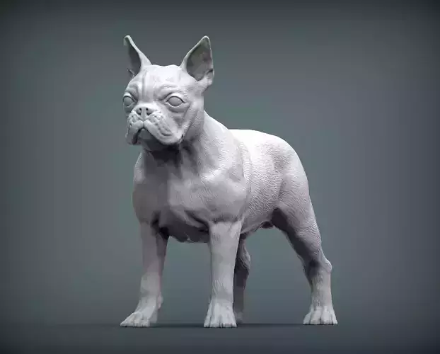 boston terrier