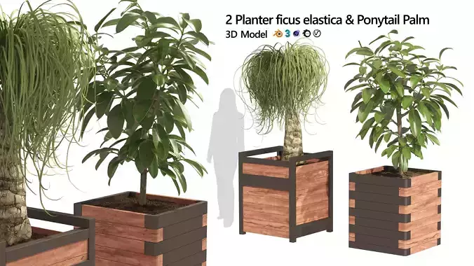 Rubber fig and ponytail palm planters Low-poly 3D model