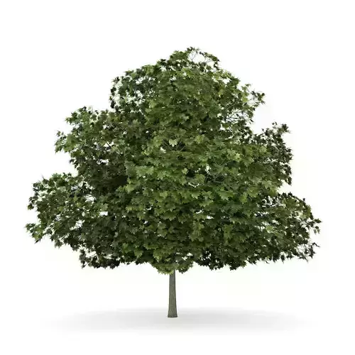 Common Maple 4 Acer campestre