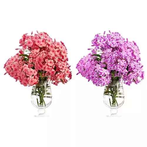 Phlox flowers in a vase set 03