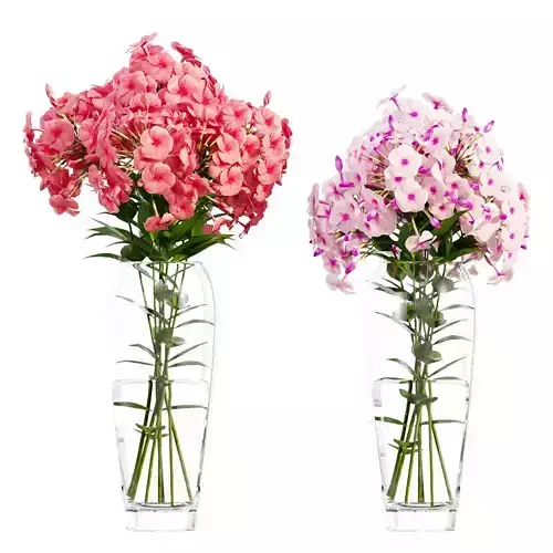Phlox flowers in a vase set 04