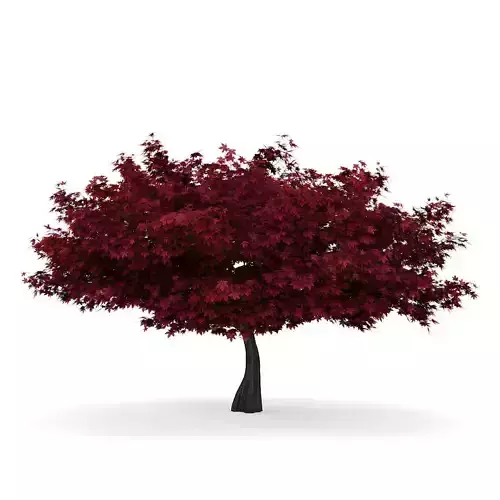 Red Maple 1 Acer rubrum