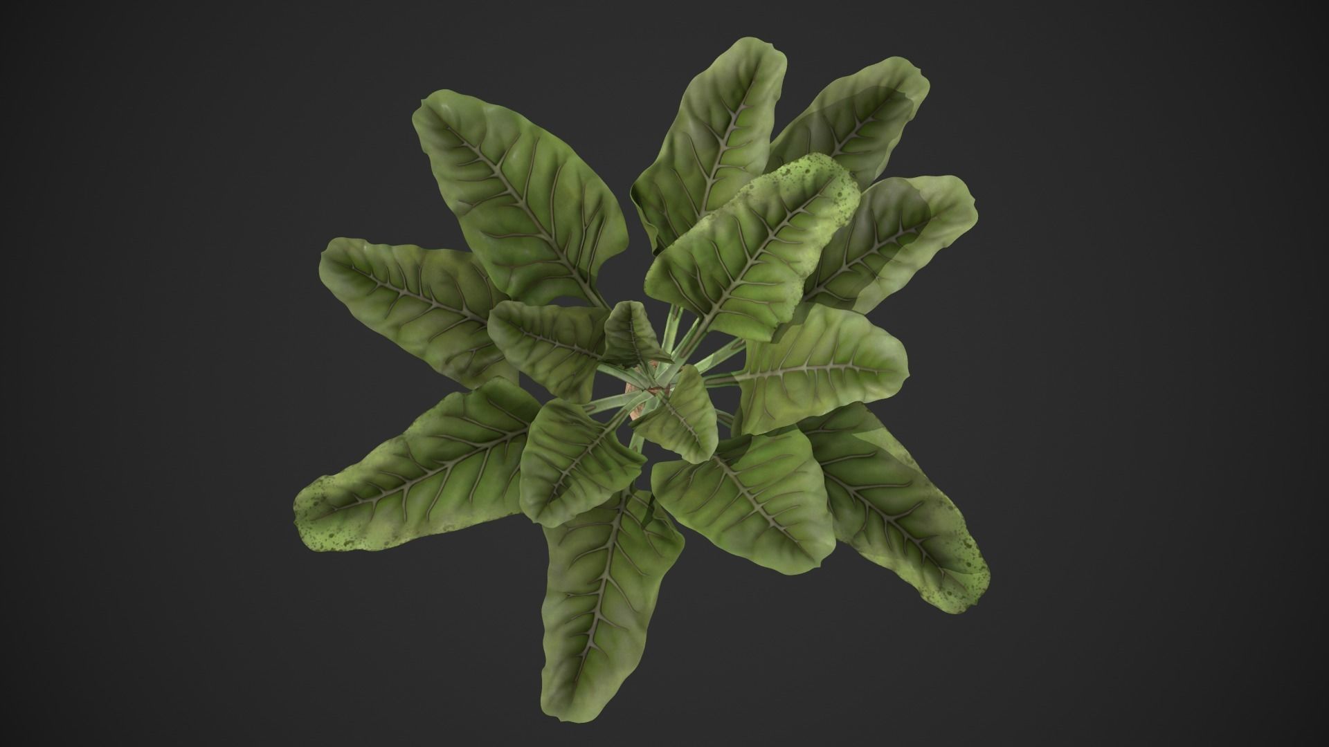 Sugar Beet Low-poly 3D model_5