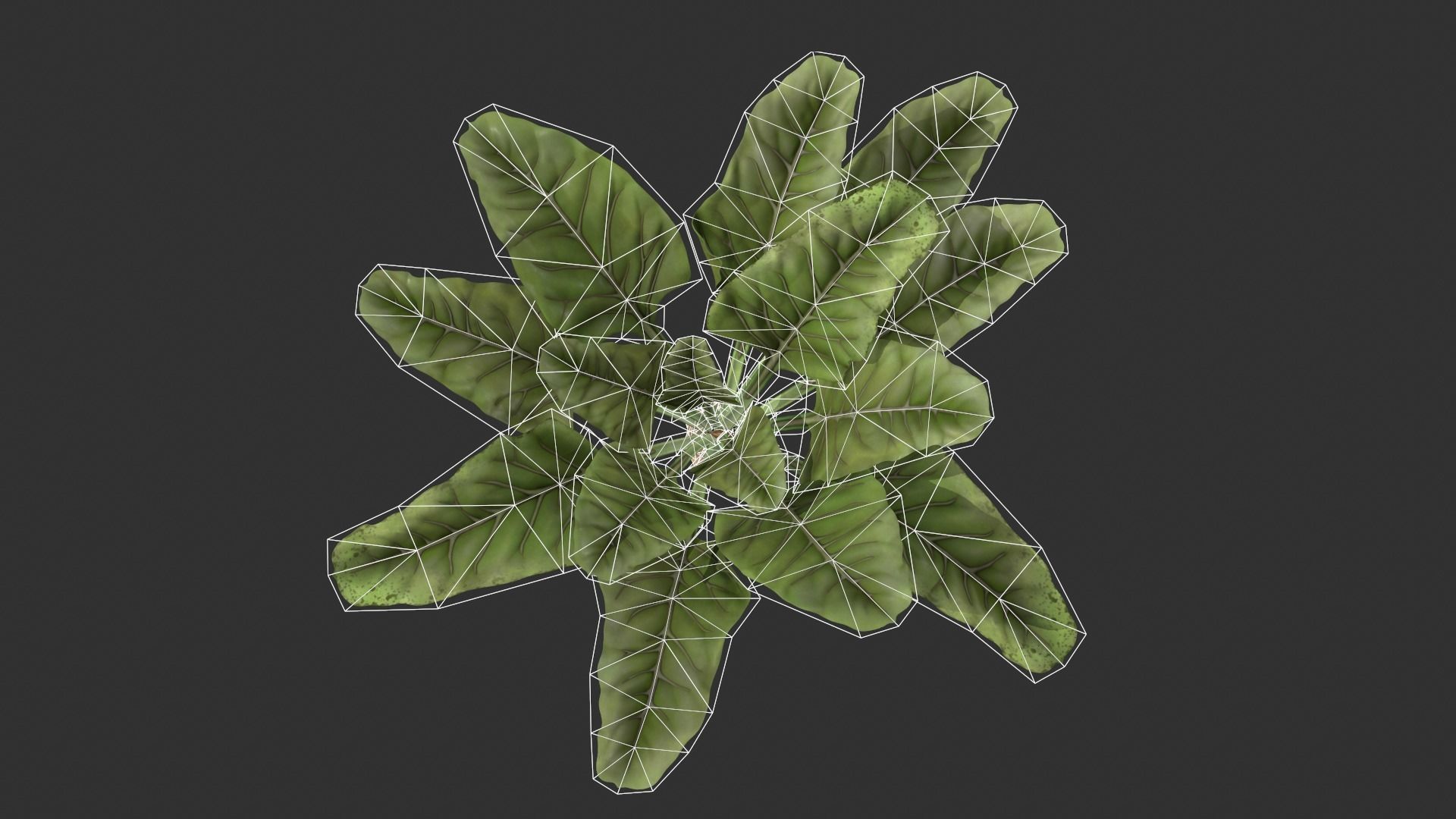 Sugar Beet Low-poly 3D model_6