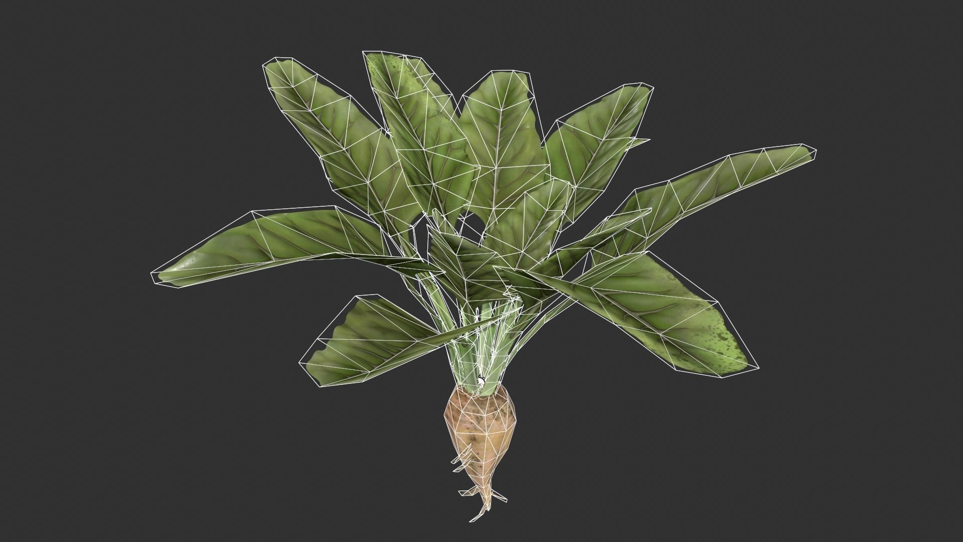 Sugar Beet Low-poly 3D model_4